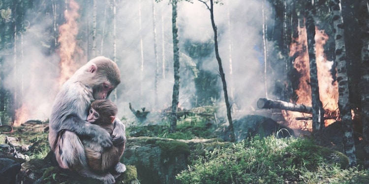 The Link between Climate Change, the Environment, and our Health.