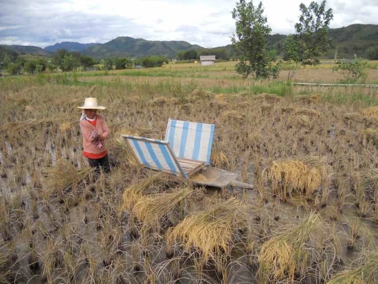 Harvest time in traditional rice fields in the Krayan Highlands