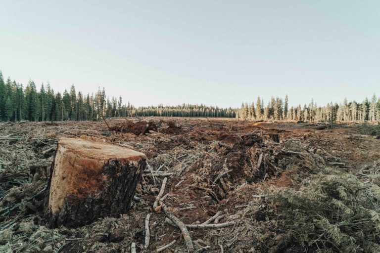Example of “clear-cutting,” a style of deforestation