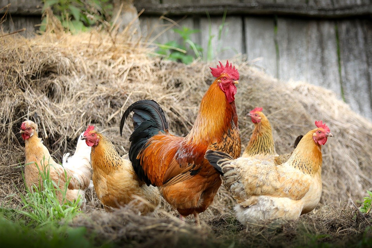 Poultry Agriculture