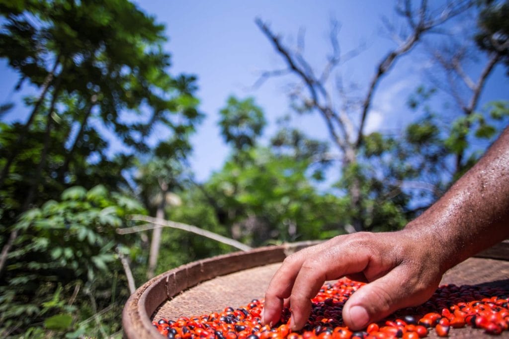 From Brazil to Cameroon, Forest Communities Fight Climate Change