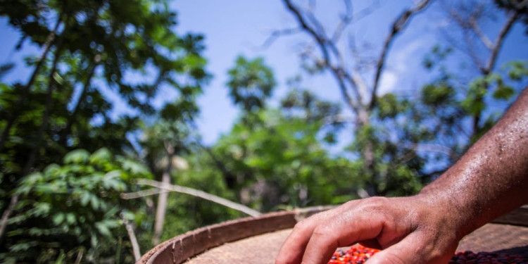 From Brazil to Cameroon, Forest Communities Fight Climate Change