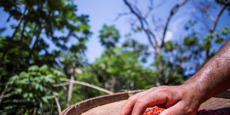 From Brazil to Cameroon, Forest Communities Fight Climate Change