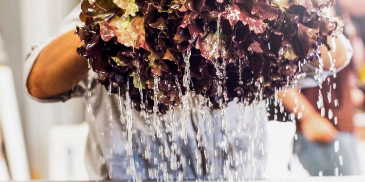 The BCorp Tackling Fast Food with Sustainability