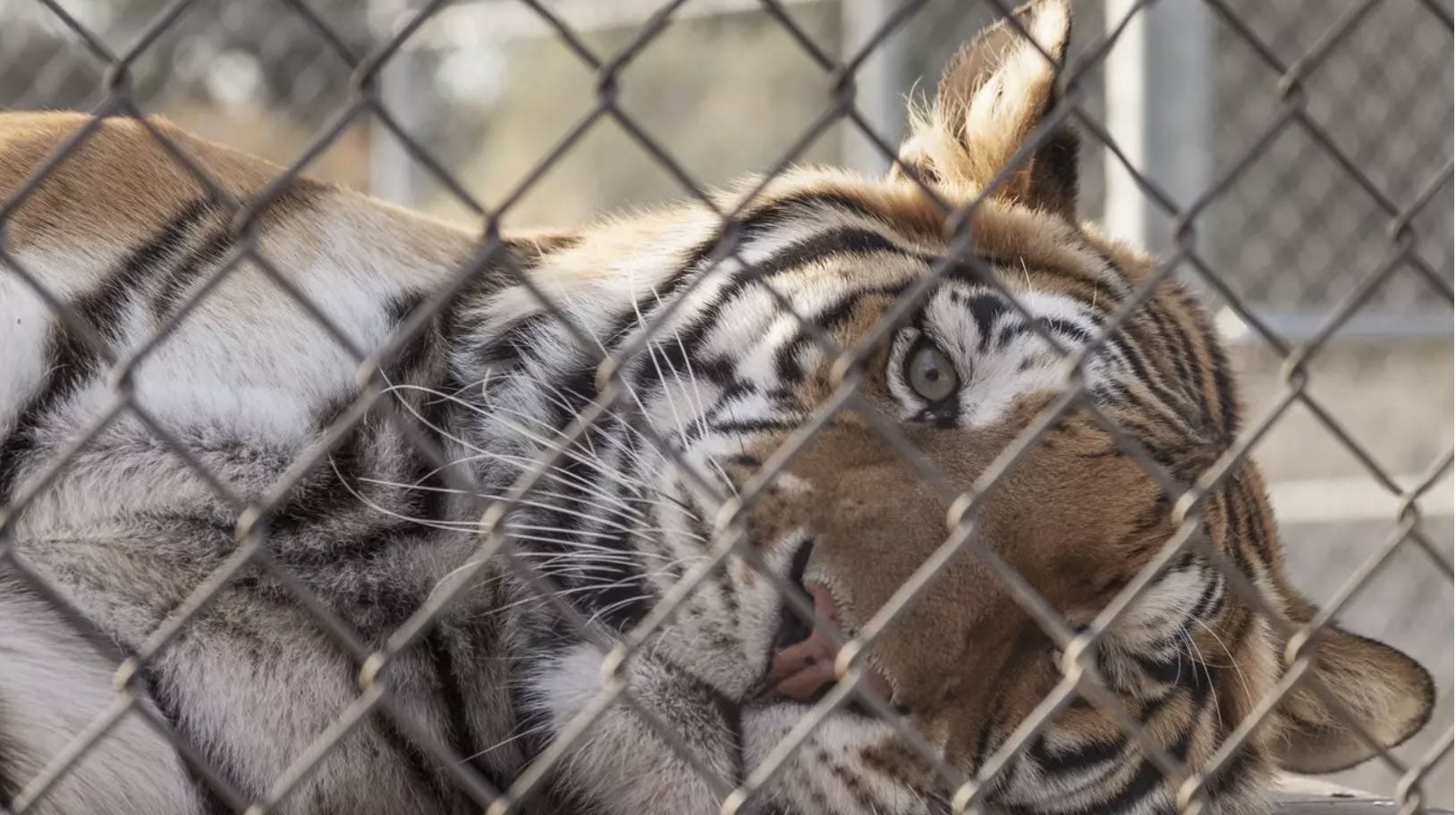 Animal Lives Over Human Entertainment: Driving Change for ‘Big Cats’ in the U.S.