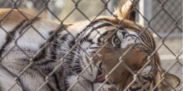 Animal Lives Over Human Entertainment: Driving Change for ‘Big Cats’ in the U.S.