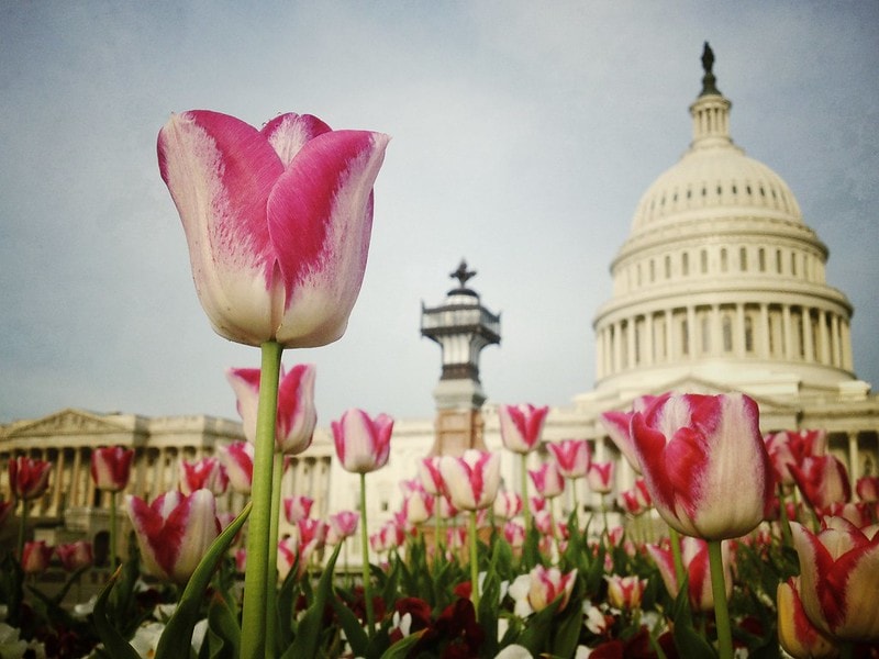 TWO PANDEMIC NOVELS FOR CATHARSIS AND RELIEF