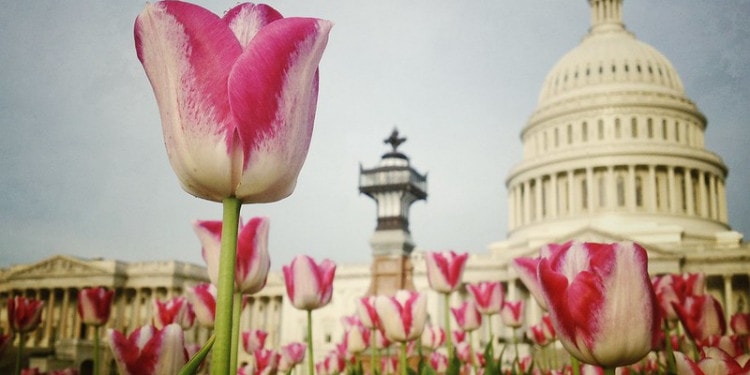 TWO PANDEMIC NOVELS FOR CATHARSIS AND RELIEF