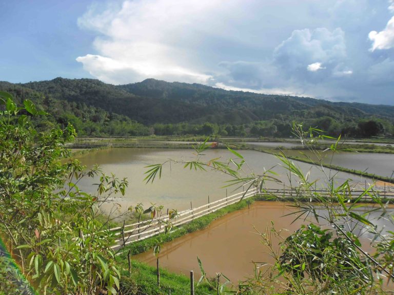 Traditional rice fields in the Krayan Highlands, North Kalimantan, Indonesia.