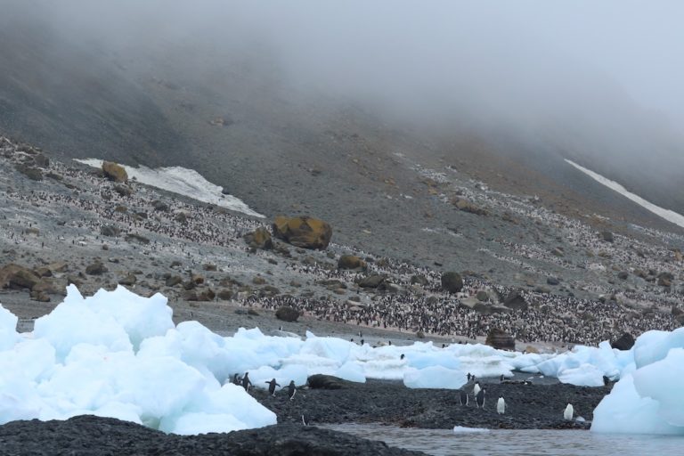 Higher temperatures are resulting in ice loss and warmer waters surrounding the continent.