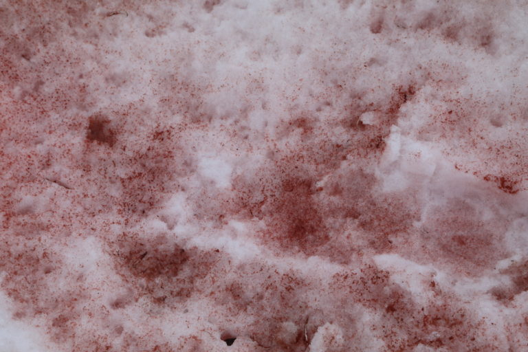 Rising temperatures are allowing algae to grow in large masses, giving snow a red pigment. 