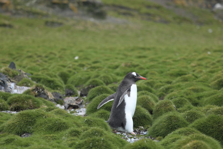 Once snowy hills are now covered in more vegetation as increased temperatures release nitrogen from the underlying soil.