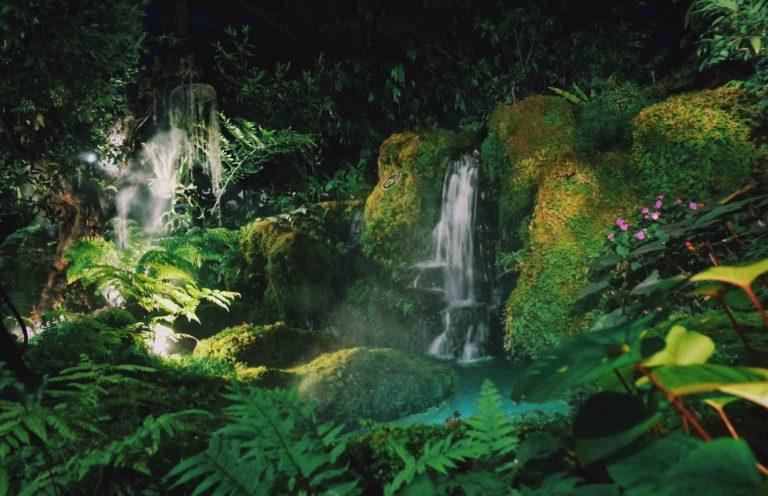 Chom Chiang Mai rainforest
