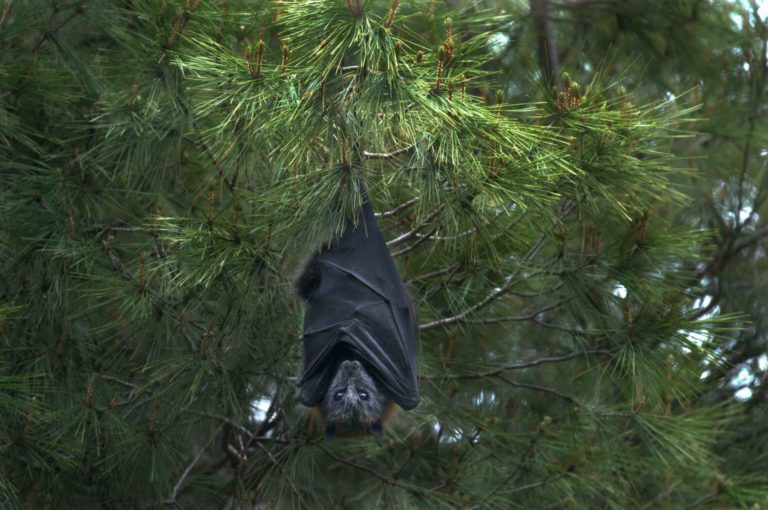 Bat hanging from a tree. 