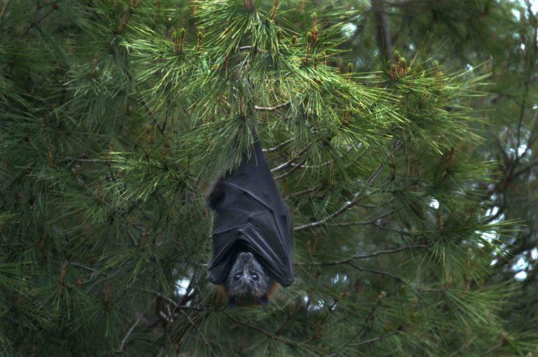 Bat hanging from a tree.