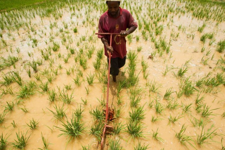 A farmer in a rice field.