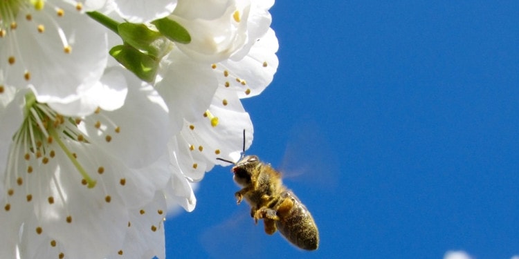 EU Pledges To Raise €20bn Annually to Boost Biodiversity