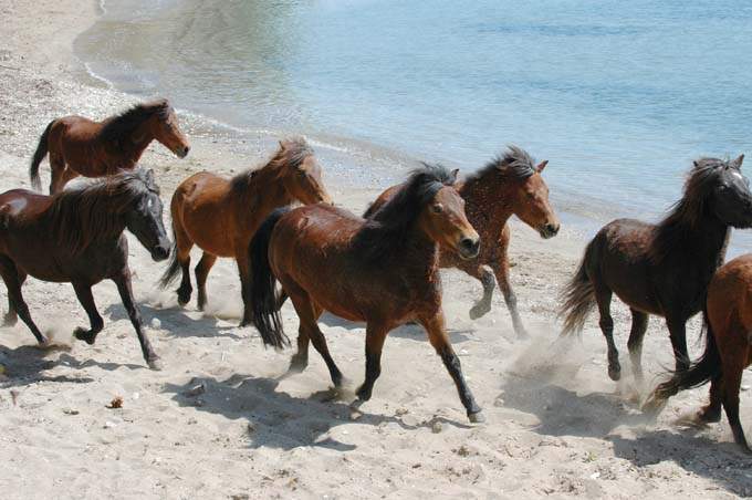 Saving the Skyros Horse – An Interview with Aliki Steen