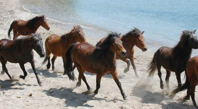 Saving the Skyros Horse – An Interview with Aliki Steen
