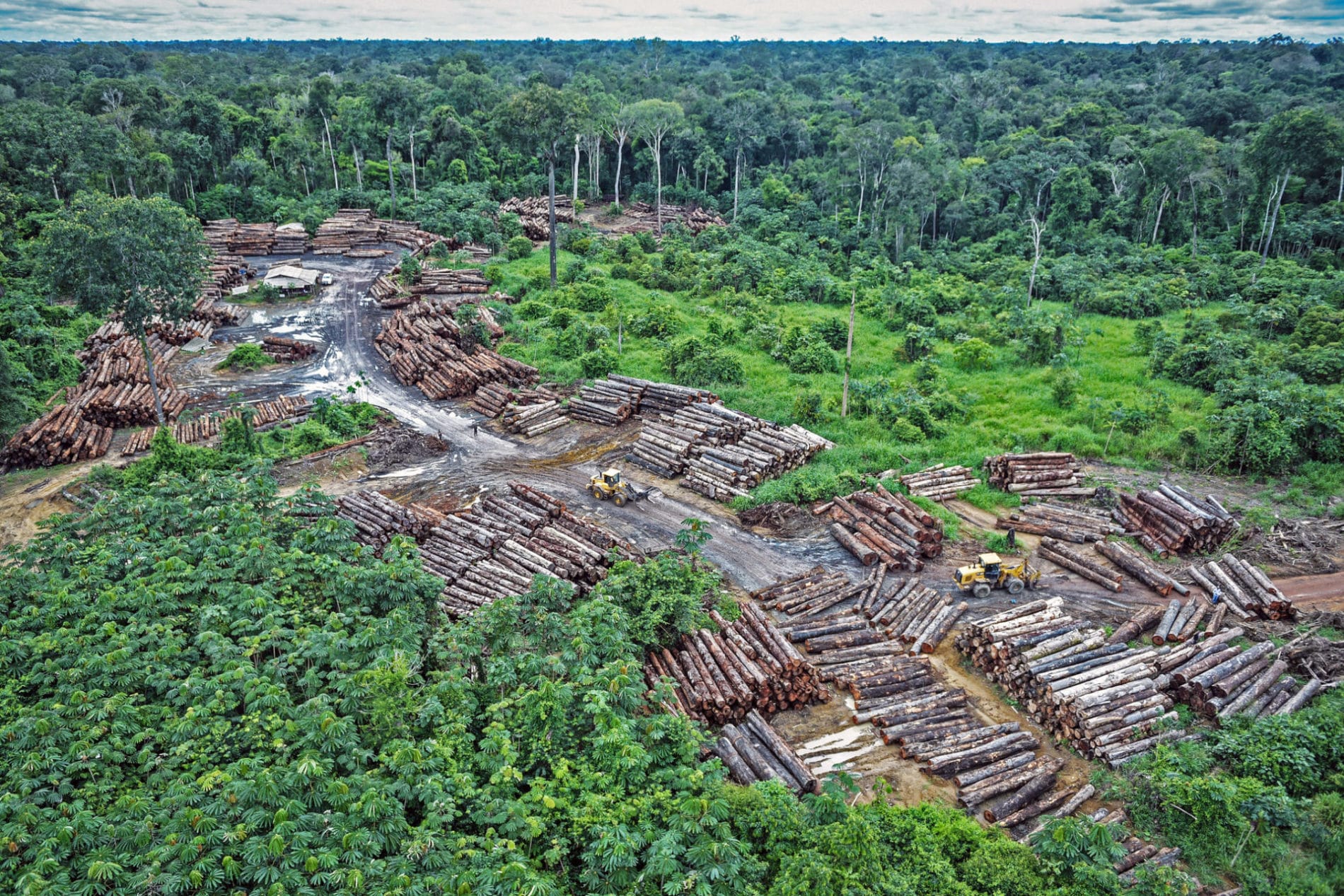 Illegal Logging