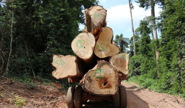 We Lost a Football Pitch of Primary Rainforest Every Six Seconds in 2019