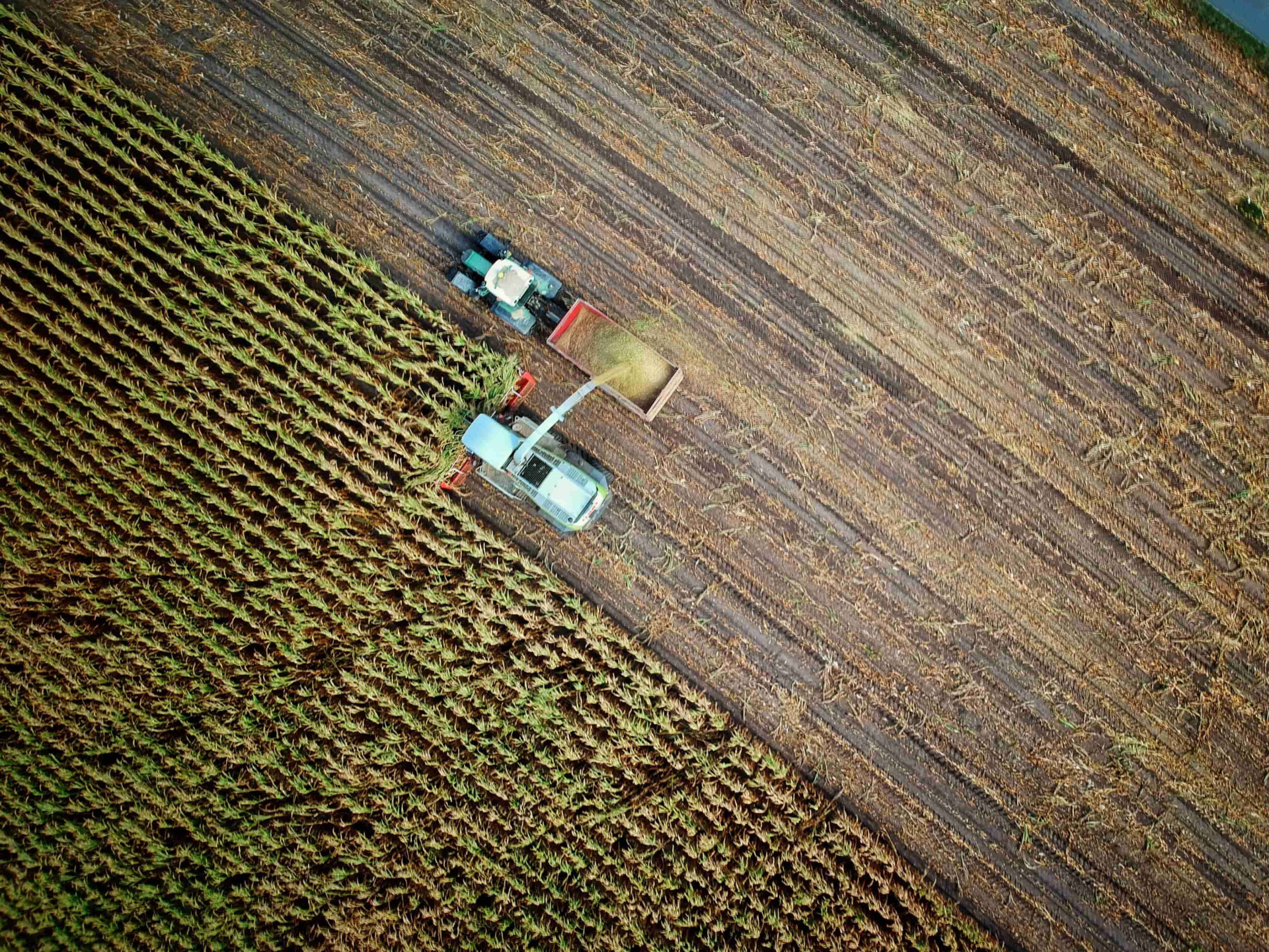 Agricutlure