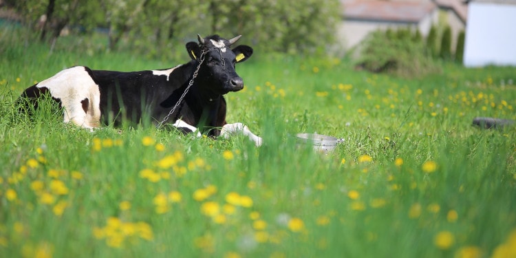 Abattoirs: The Case For None