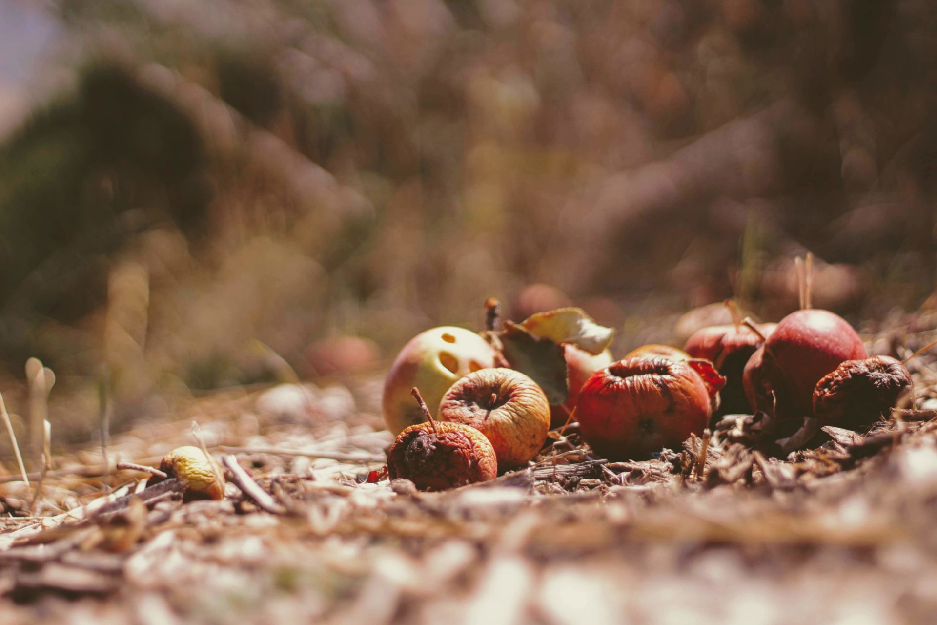 Food Waste