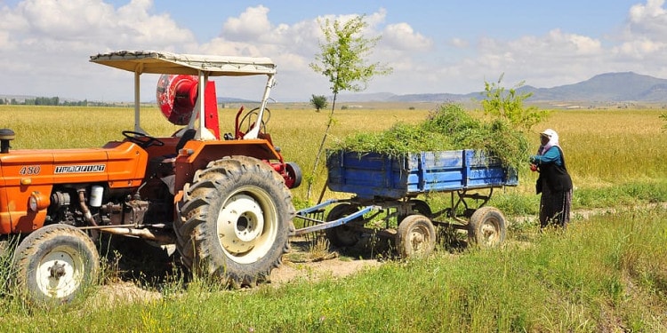 The Environmental Consequences of COVID-19 in Fragile States