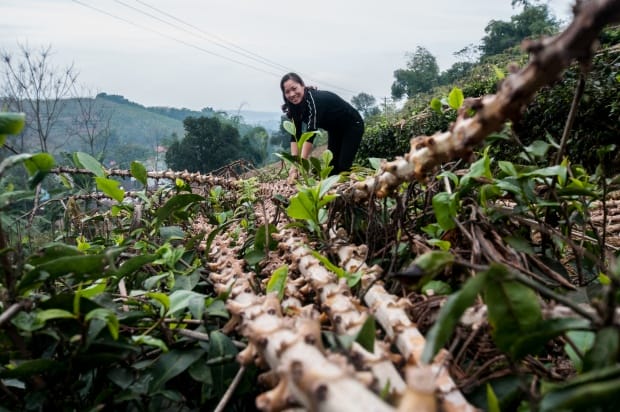 Triple-win: The economic, environmental, and social benefits of planting cassava