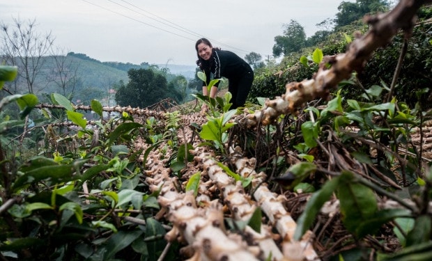 Triple-win: The economic, environmental, and social benefits of planting cassava