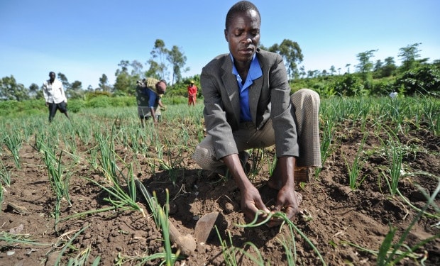 How can young African agripreneurs survive COVID-19 and the climate crisis?
