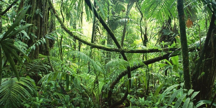 The “Green Chance” for Brazil