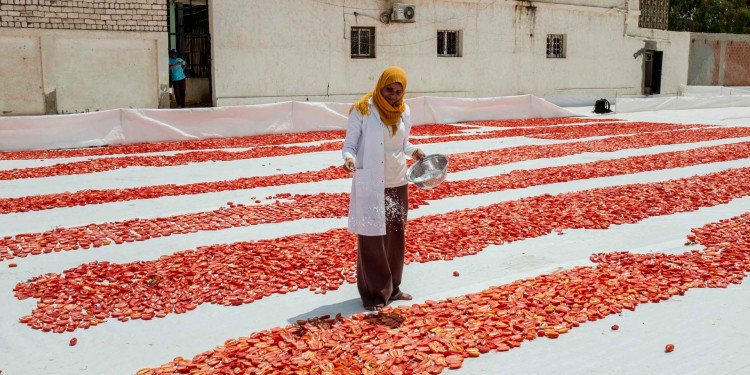 10 July 2018, Bangar el Sokor, Nubaria, Egypt. Samar Ibrahim, Sundried Tomato unit labor supervisor. Samar is spreading salt on the cut tomatoes to absorb all the liquid in the tomatoes.