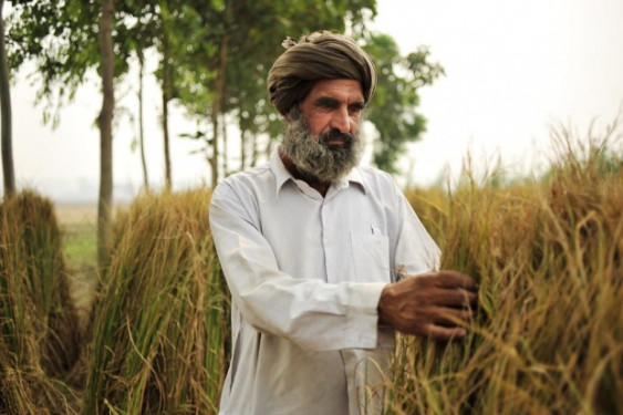 Rice farmer in Punjab, India.