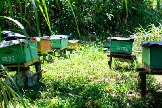 Everth and Selena Castro have common bees and some species of stingless wild bees on their ecofriendly farm in Nicaragua. Photo: G. Vuillermoz (Trocaire)