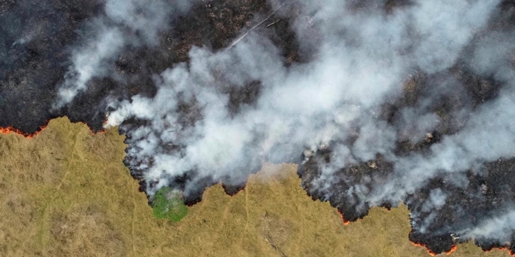 Nature Loss — Risky Business