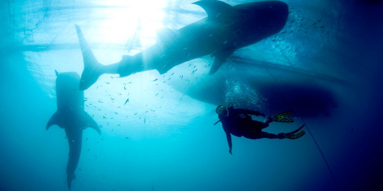 Whale shark (Rhincodon typus) with diver