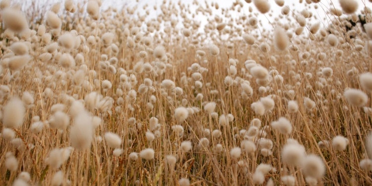 Sustainable Cotton or Recycled Polyester? The Conscious Shopper’s Dilemma