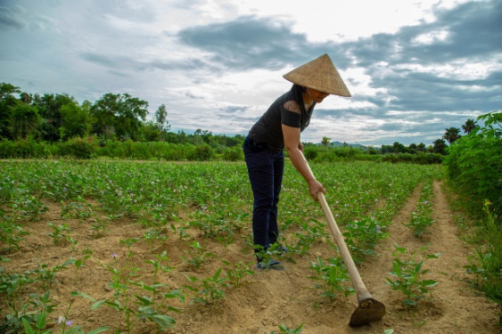 A female farmer works in her field near Xã Kỳ Sơn in the Ha Tinh province. Taken July 24th, 2019. Photo: J. Turner (CCAFS).