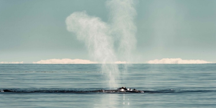 The unique v-shaped blow of a North Atlantic right whale (Eubalaena glacialis), one of the rarest of all marine mammal species. Bay of Fundy, Canada.