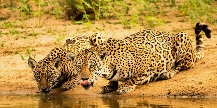 UN Summit on Biodiversity: WWF Calls for More Action to Put Nature on Path to Recovery