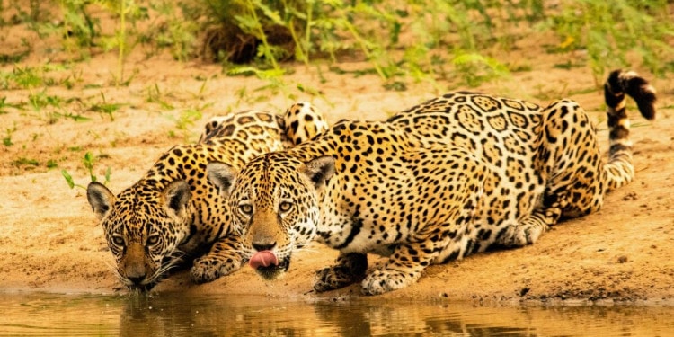 UN Summit on Biodiversity: WWF Calls for More Action to Put Nature on Path to Recovery