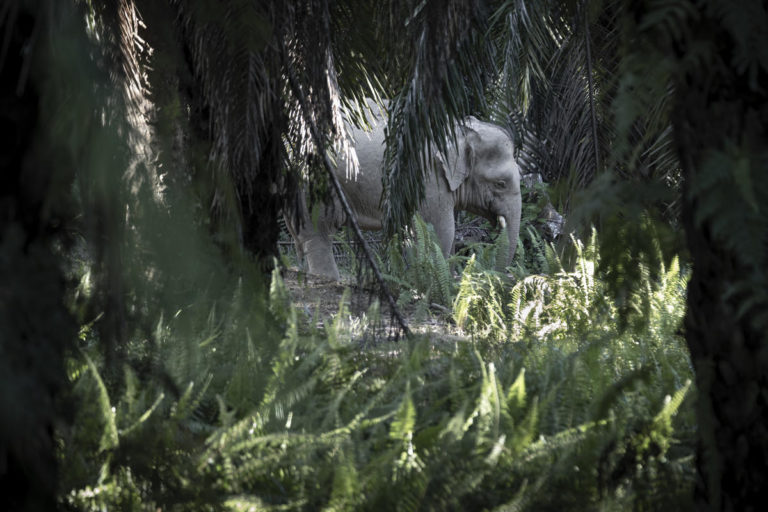 Bornean Elephant walking in Sabah Softwoods