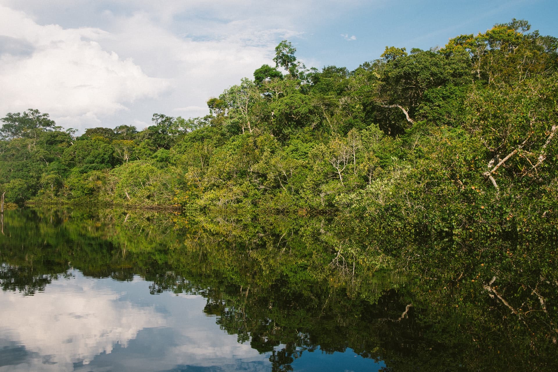 Five Steps To Save The Amazon From Deadly Investments