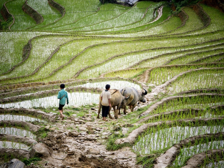 Rice fields in Vietnam