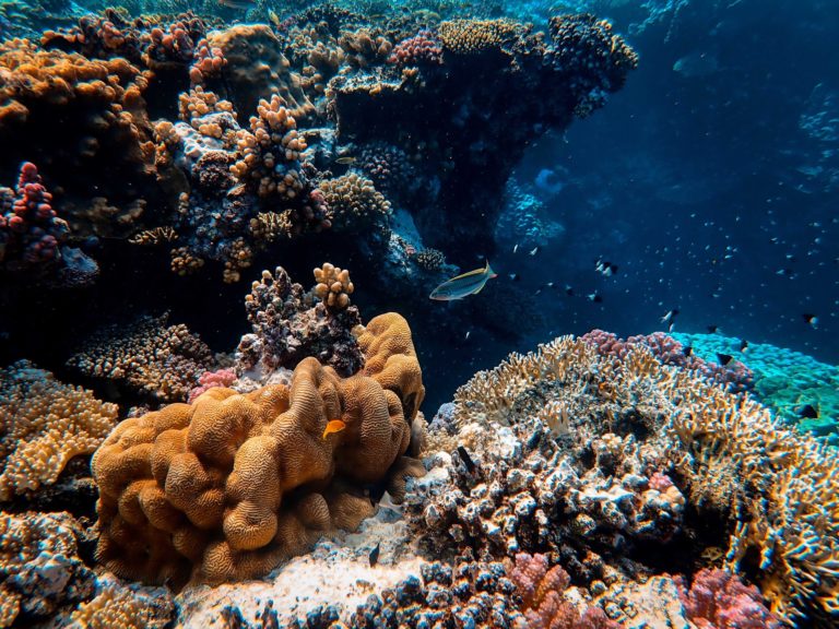 Caribbean coral reef
