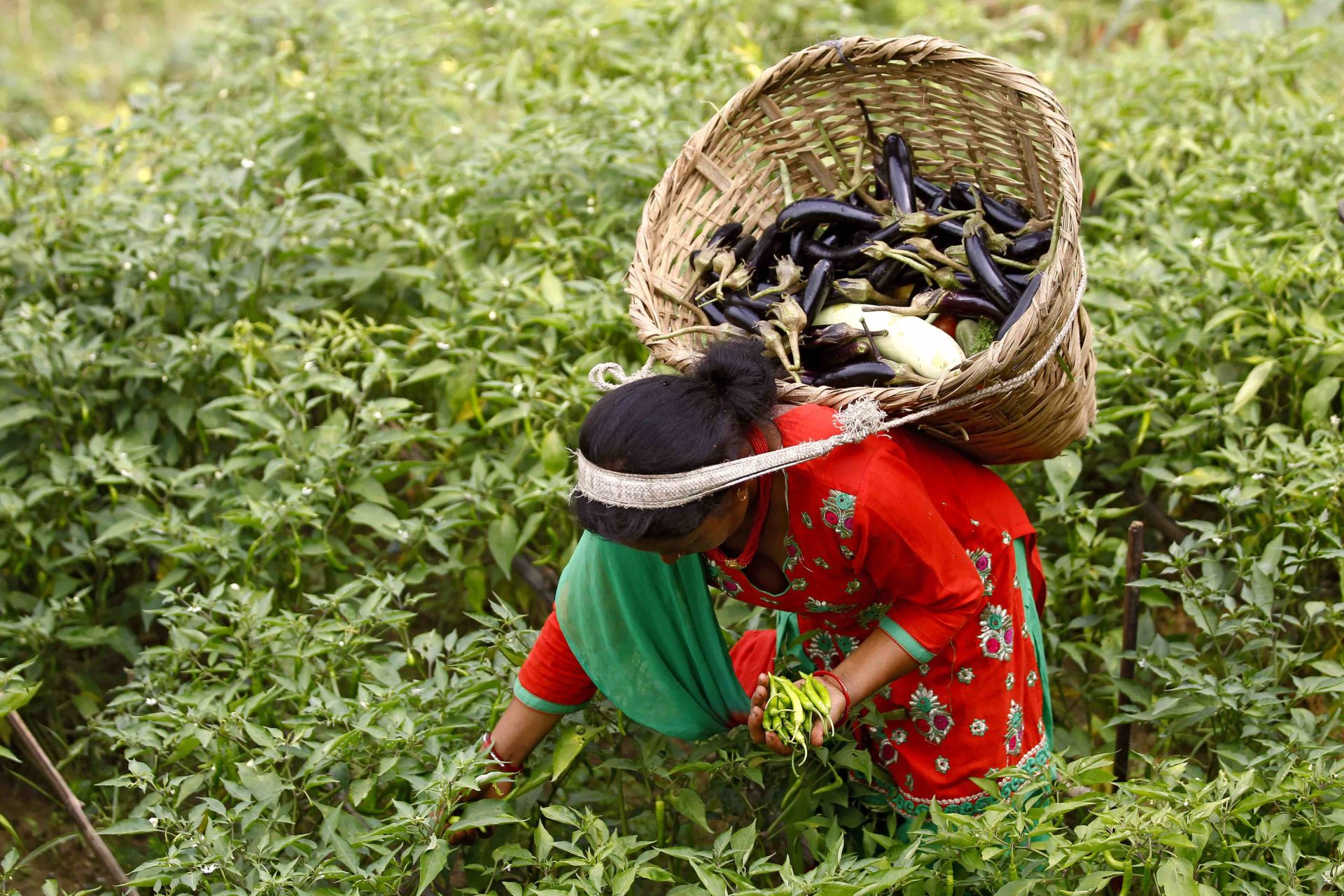 Moving Towards Sustainable Agricultural Policy Making