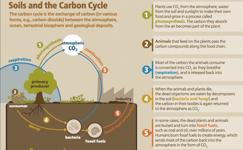Soil and the Carbon Cycle