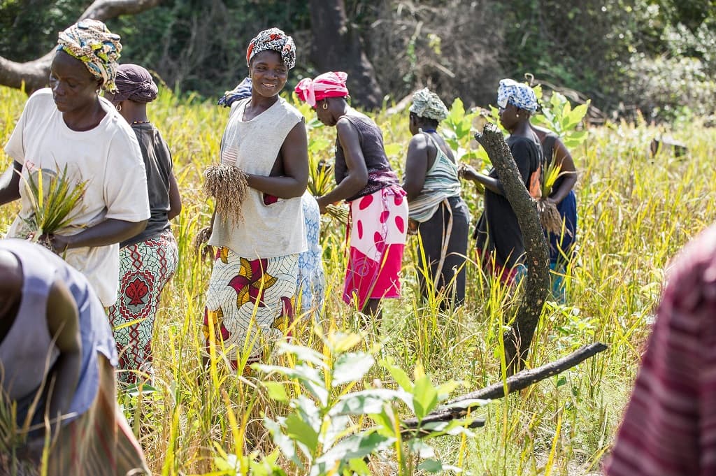 Commercializing Biodiversity With Yolélé